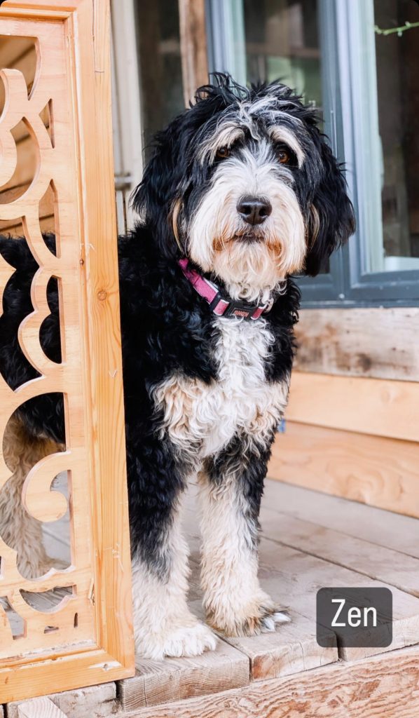 reverse F1b bernedoodle  puppy with Furnished hair type