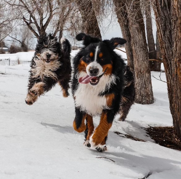 Bernese Mountain Dog and tri-colored Bernedoodle dog