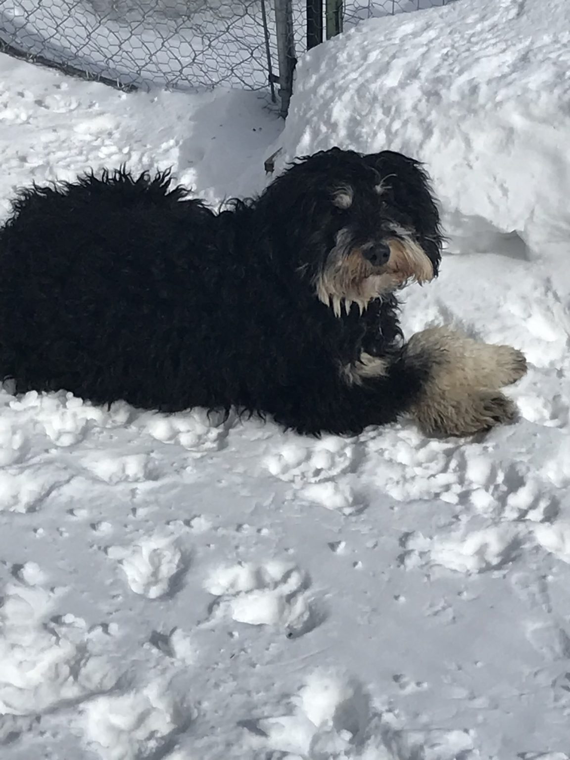 😀Violet Montana Berners Breeders of Exceptional Bernese Mountain