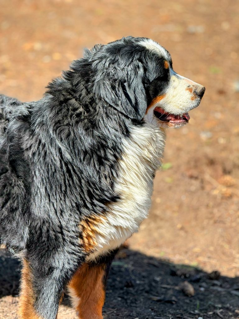 Fiona Bernese Mountain Dog 